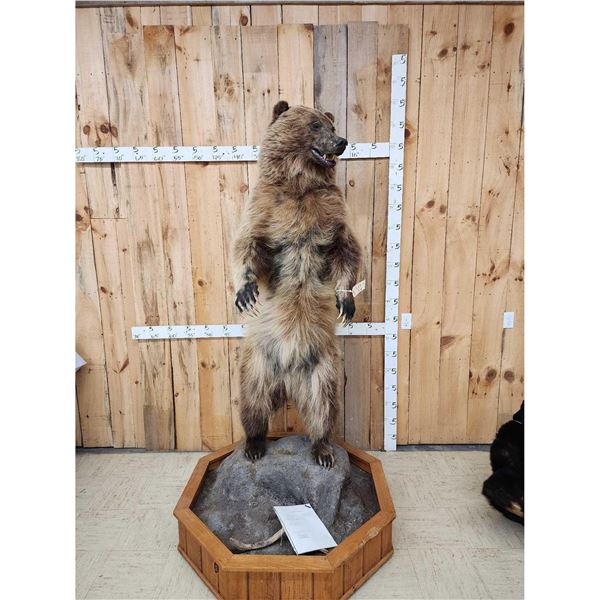 Alaskan Grizzly Bear Full Body Taxidermy Mount