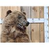 Image 2 : Alaskan Grizzly Bear Full Body Taxidermy Mount