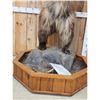 Image 3 : Alaskan Grizzly Bear Full Body Taxidermy Mount