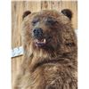 Image 4 : Alaskan Grizzly Bear Full Body Taxidermy Mount