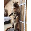 Image 5 : Alaskan Grizzly Bear Full Body Taxidermy Mount