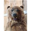 Image 6 : Alaskan Grizzly Bear Full Body Taxidermy Mount