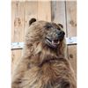 Image 7 : Alaskan Grizzly Bear Full Body Taxidermy Mount