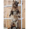 Image 8 : Alaskan Grizzly Bear Full Body Taxidermy Mount