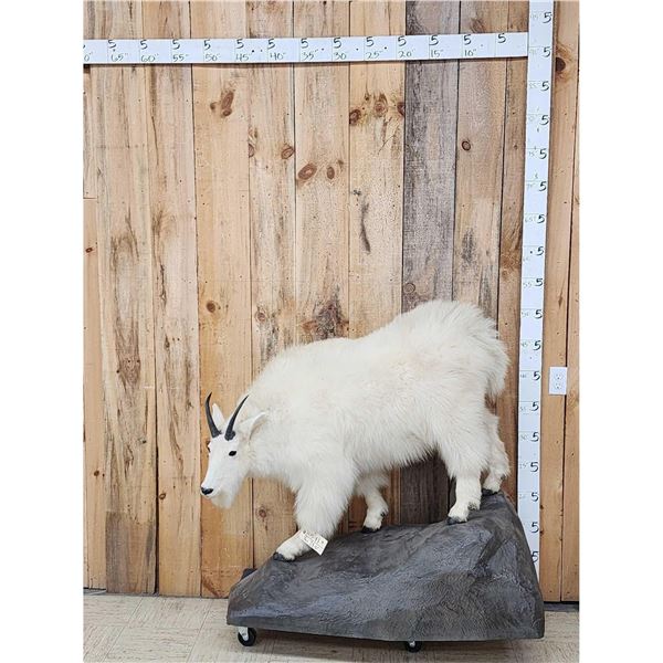 Mountain Goat Full Body Taxidermy Mount