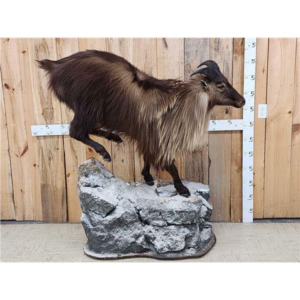 New Zealand Tahr Full Body Taxidermy Mount