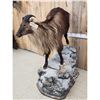 Image 4 : New Zealand Tahr Full Body Taxidermy Mount