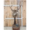 Image 1 : Red Stag Pedestal Taxidermy Mount
