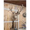 Image 2 : Red Stag Pedestal Taxidermy Mount