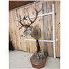 Image 4 : Red Stag Pedestal Taxidermy Mount