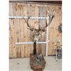 Image 6 : Red Stag Pedestal Taxidermy Mount