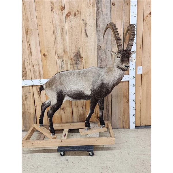 Siberian Ibex Full Body Taxidermy Mount