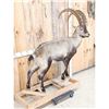Image 3 : Siberian Ibex Full Body Taxidermy Mount