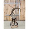Image 4 : Siberian Ibex Full Body Taxidermy Mount