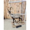 Image 5 : Siberian Ibex Full Body Taxidermy Mount