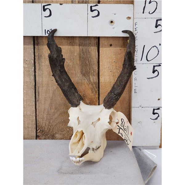 Pronghorn Antelope Skull Taxidermy