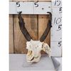 Image 1 : Pronghorn Antelope Skull Taxidermy