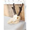 Image 2 : Pronghorn Antelope Skull Taxidermy