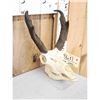 Image 3 : Pronghorn Antelope Skull Taxidermy