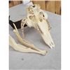 Image 4 : Pronghorn Antelope Skull Taxidermy
