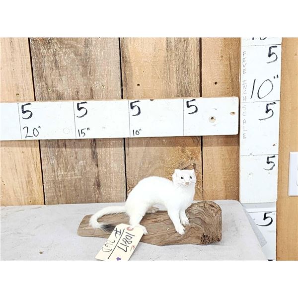 Weasel On Driftwood Taxidermy Mount