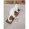 Image 3 : Weasel On Driftwood Taxidermy Mount