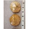 Image 3 : 4 Fossilized Sea Urchins