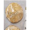 Image 4 : 4 Fossilized Sea Urchins
