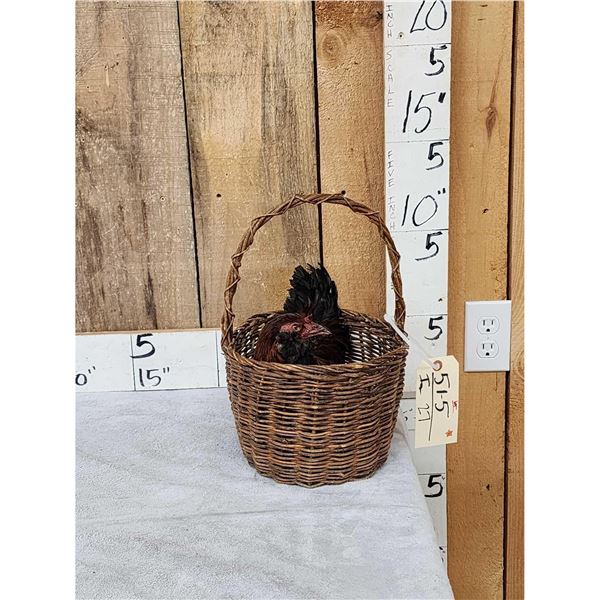 Chicken In A Basket Full Body Bird Taxidermy