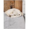 Image 3 : Mountain Lion Cougar Skull Taxidermy