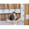 Image 1 : Squirrel In A Birch Bark Canoe Taxidermy