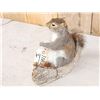 Image 3 : Squirrel In A Birch Bark Canoe Taxidermy