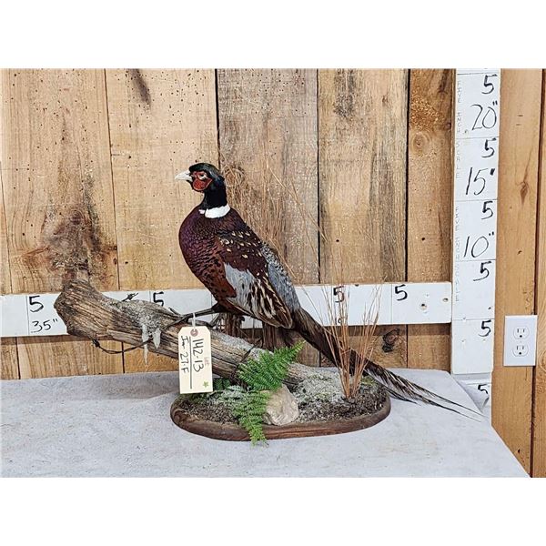 Ringneck Pheasant Full Body Bird Taxidermy