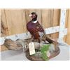 Image 2 : Ringneck Pheasant Full Body Bird Taxidermy