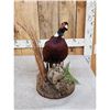 Image 3 : Ringneck Pheasant Full Body Bird Taxidermy