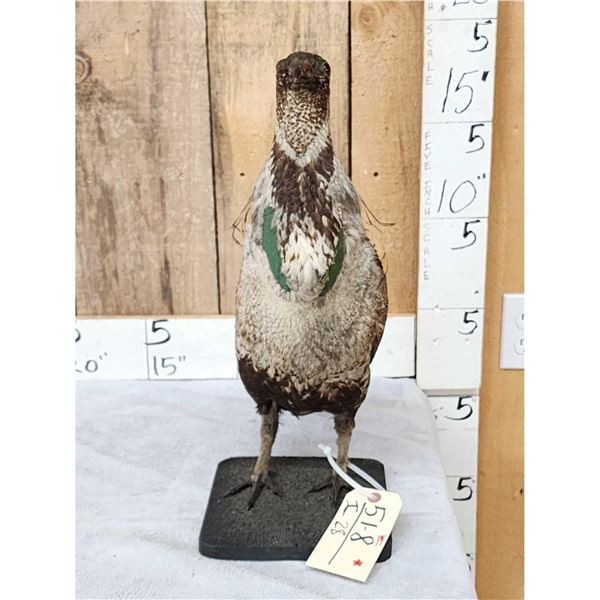 Greater Sage Grouse Rooster Full Body Bird Taxidermy