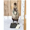 Image 1 : Greater Sage Grouse Rooster Full Body Bird Taxidermy