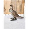 Image 2 : Greater Sage Grouse Rooster Full Body Bird Taxidermy