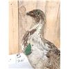 Image 3 : Greater Sage Grouse Rooster Full Body Bird Taxidermy