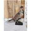 Image 4 : Greater Sage Grouse Rooster Full Body Bird Taxidermy
