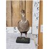 Image 1 : Greater Sage Grouse Hen Full Body Taxidermy Mount
