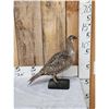 Image 2 : Greater Sage Grouse Hen Full Body Taxidermy Mount