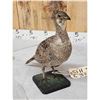 Image 3 : Greater Sage Grouse Hen Full Body Taxidermy Mount