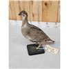 Image 4 : Greater Sage Grouse Hen Full Body Taxidermy Mount