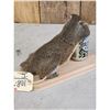 Image 3 : Drunken Squirrel Full Body Taxidermy Mount