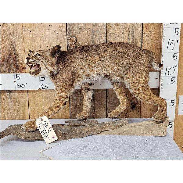 Vintage Bobcat Full Body Taxidermy Mount