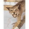Image 3 : Vintage Bobcat Full Body Taxidermy Mount