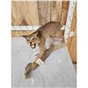 Image 4 : Vintage Bobcat Full Body Taxidermy Mount