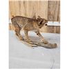 Image 5 : Vintage Bobcat Full Body Taxidermy Mount