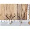 Image 1 : 2 African Impala Skulls Taxidermy